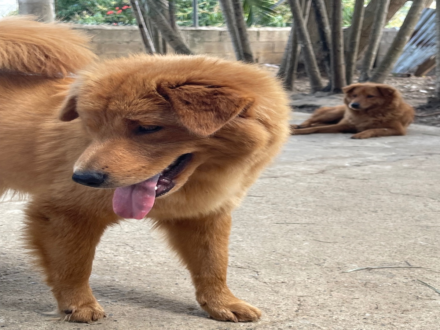 animales y mascotas - Cachorro Chow Chow mixto 4