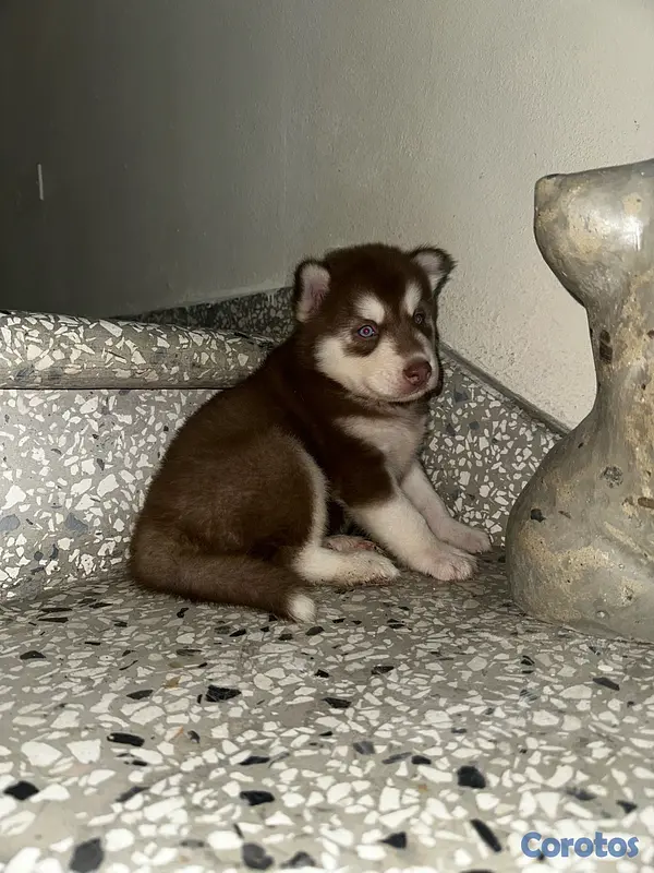 animales y mascotas - Husky Siberiano 2