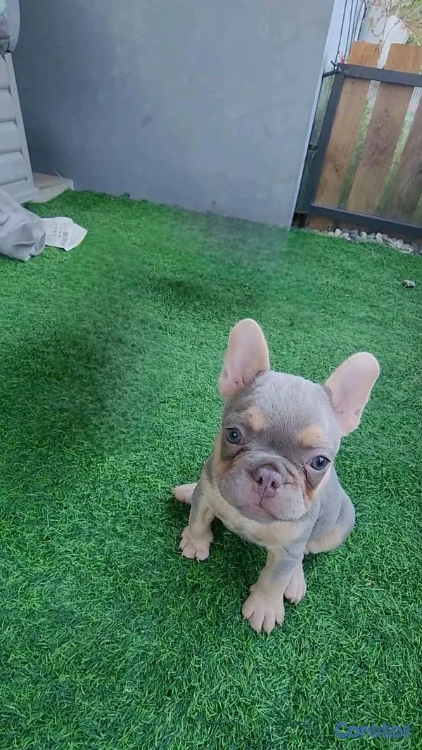 animales y mascotas - hermosa cachorrita buldog frances hembra  4