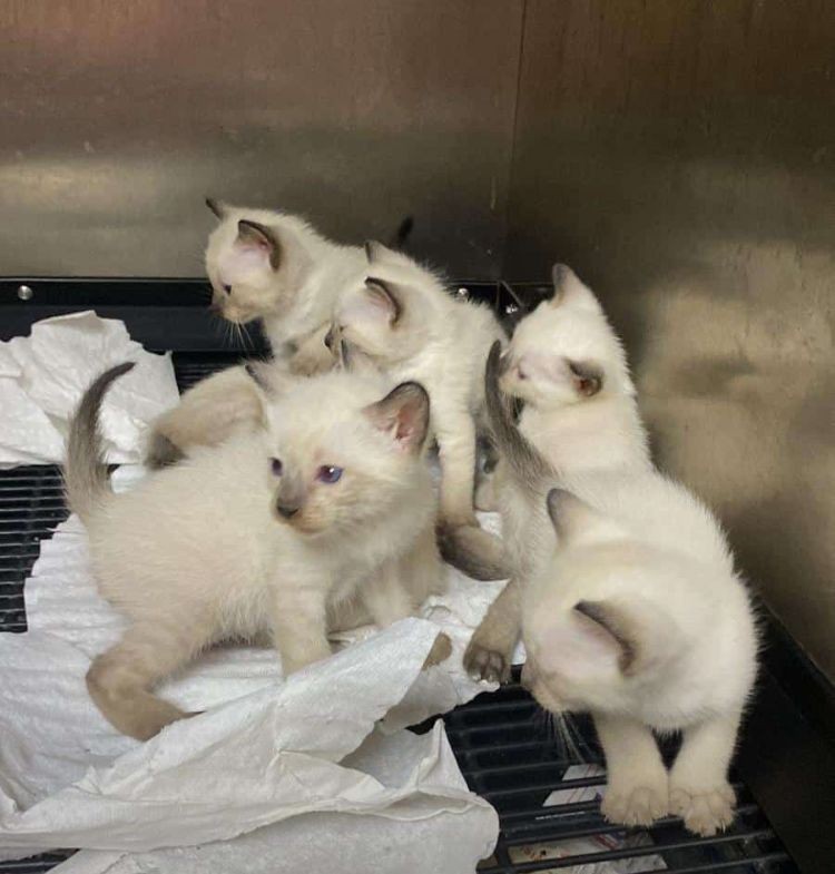 animales y mascotas - Gatos siames hembras y machos puro disponibles. Siamés, cat, mascotas, mininos