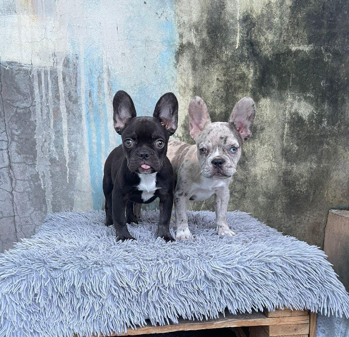 animales y mascotas - OFERTA CACHORRO BULLDOG FRANCES AMBOS SEXO EN SANT