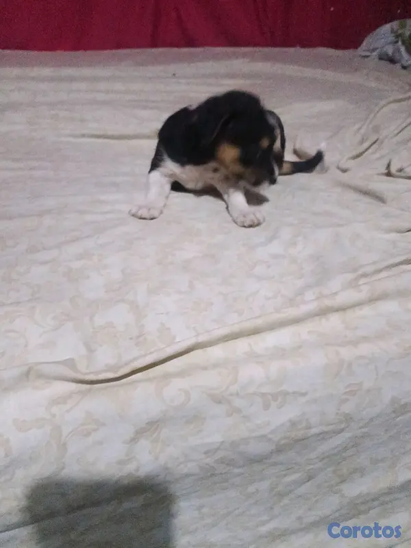 animales y mascotas - shih-chi-poo  4