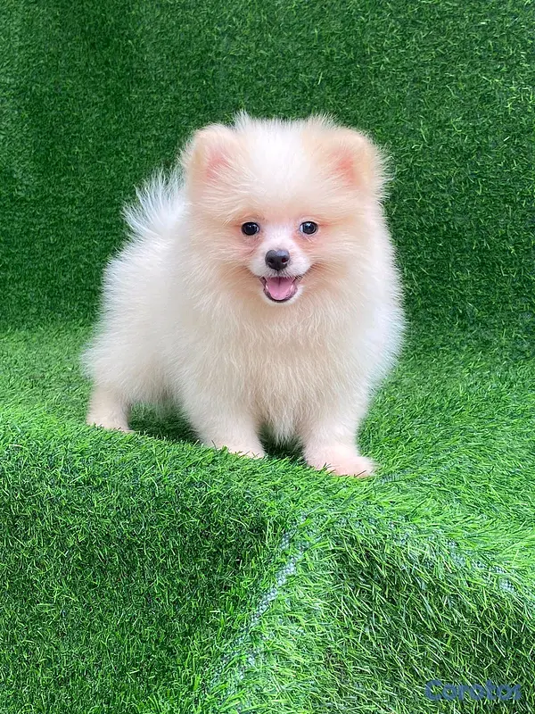 animales y mascotas - hermosos cachorritos  pomerania mini  8