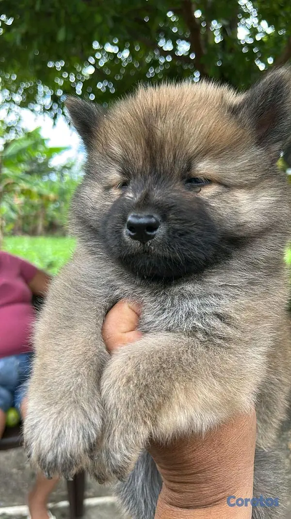 animales y mascotas - Chowchow  3