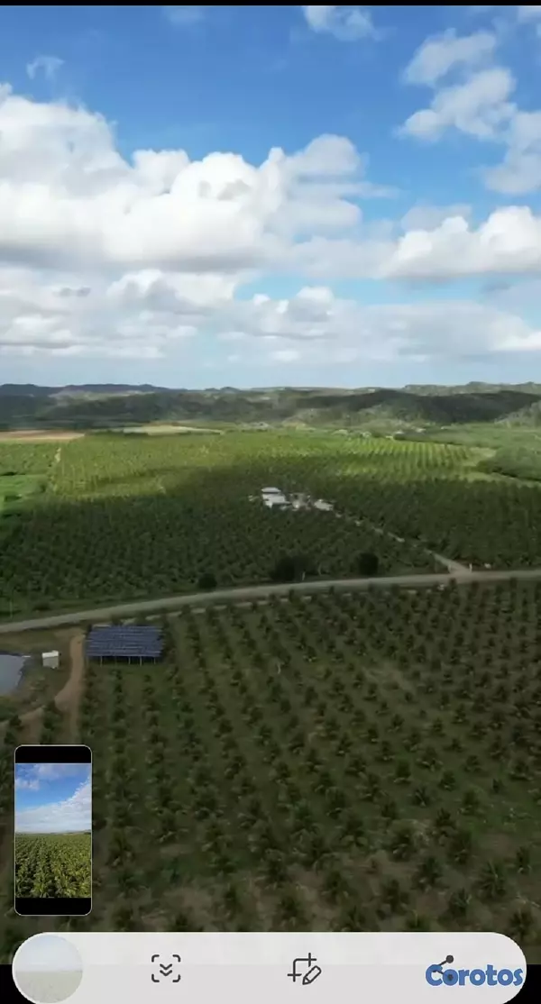 solares y terrenos - Finca de Coco Enanos en Monte Cristi 9