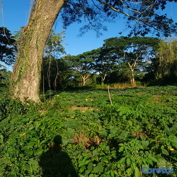 solares y terrenos - Finca en Venta en San Francisco de Macorís Macoris Las Guazumas 7