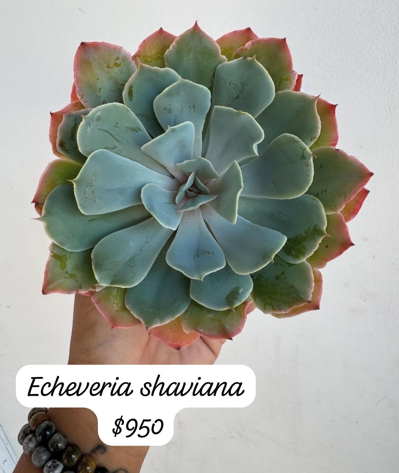 herramientas, jardines y exterior - suculentas  2