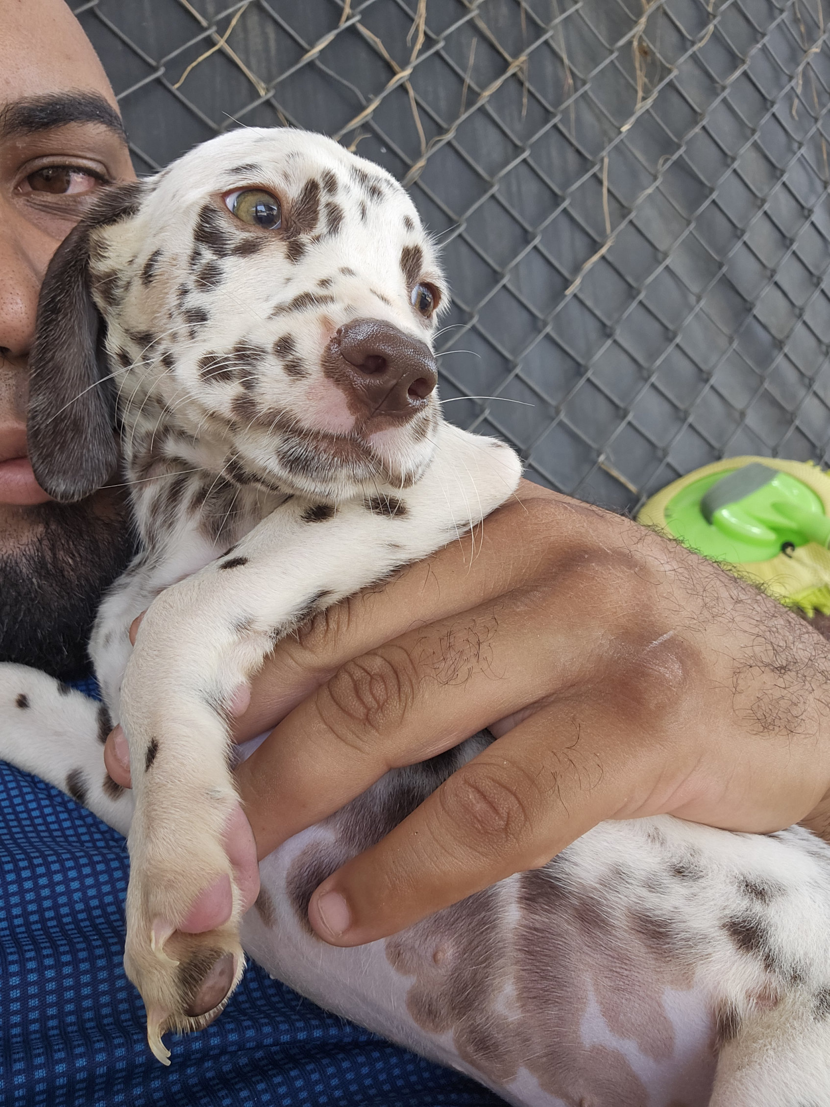 animales y mascotas - Dalmatas Clasicos y Exoticos 🩷🧬 10