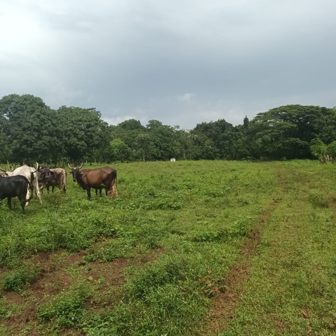 solares y terrenos - Finca en Bayaguana 3