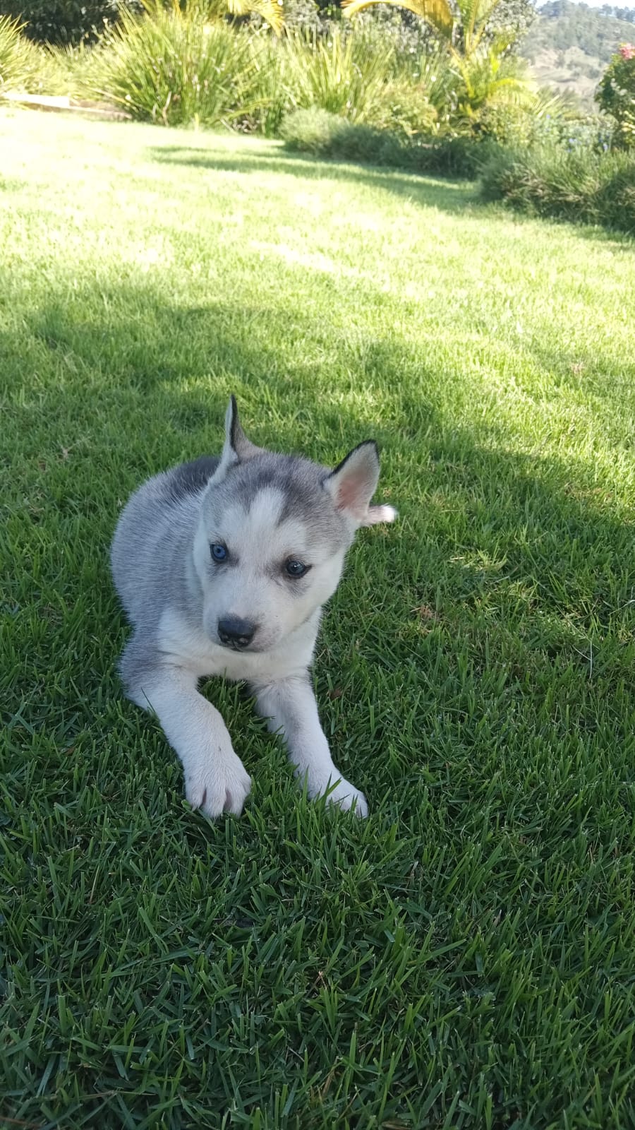 animales y mascotas - Husky Siberiano  2