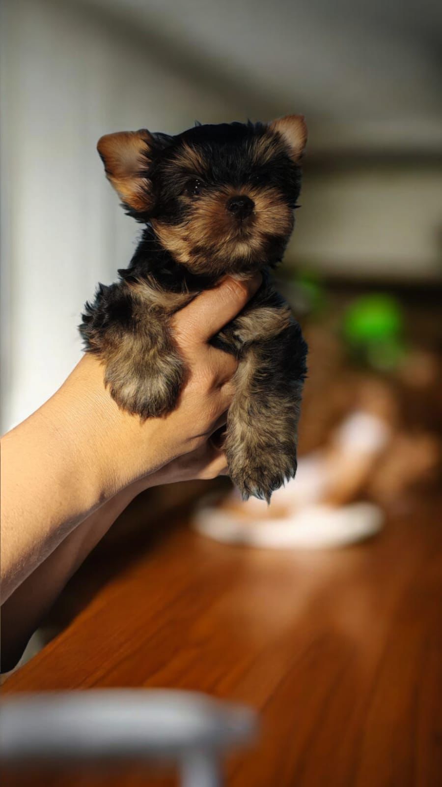 animales y mascotas - OFERTA CACHORRO YORKIE MACHO SE ENTREGA CON TODO A