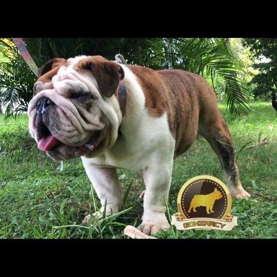 animales y mascotas - Bulldog ingles disponible para monta