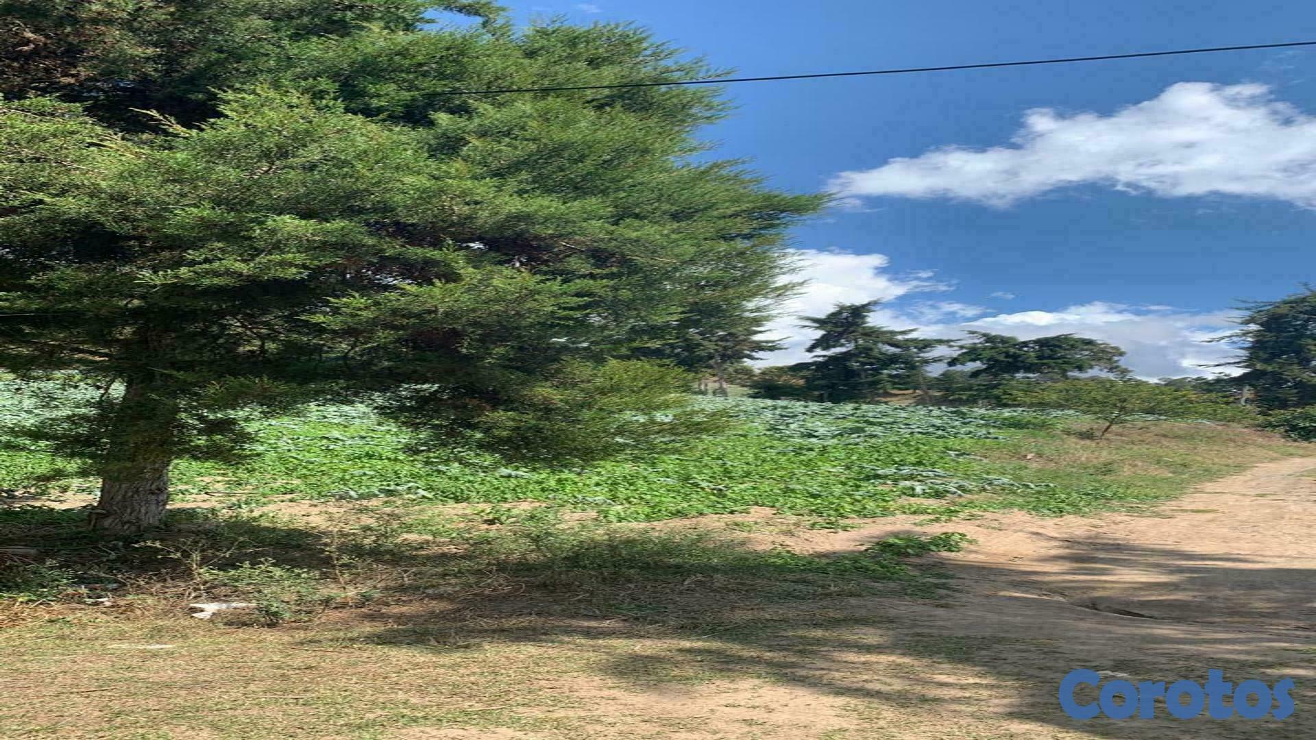 solares y terrenos - Venta de Solares en Constanza - Excelente Ubicación 4