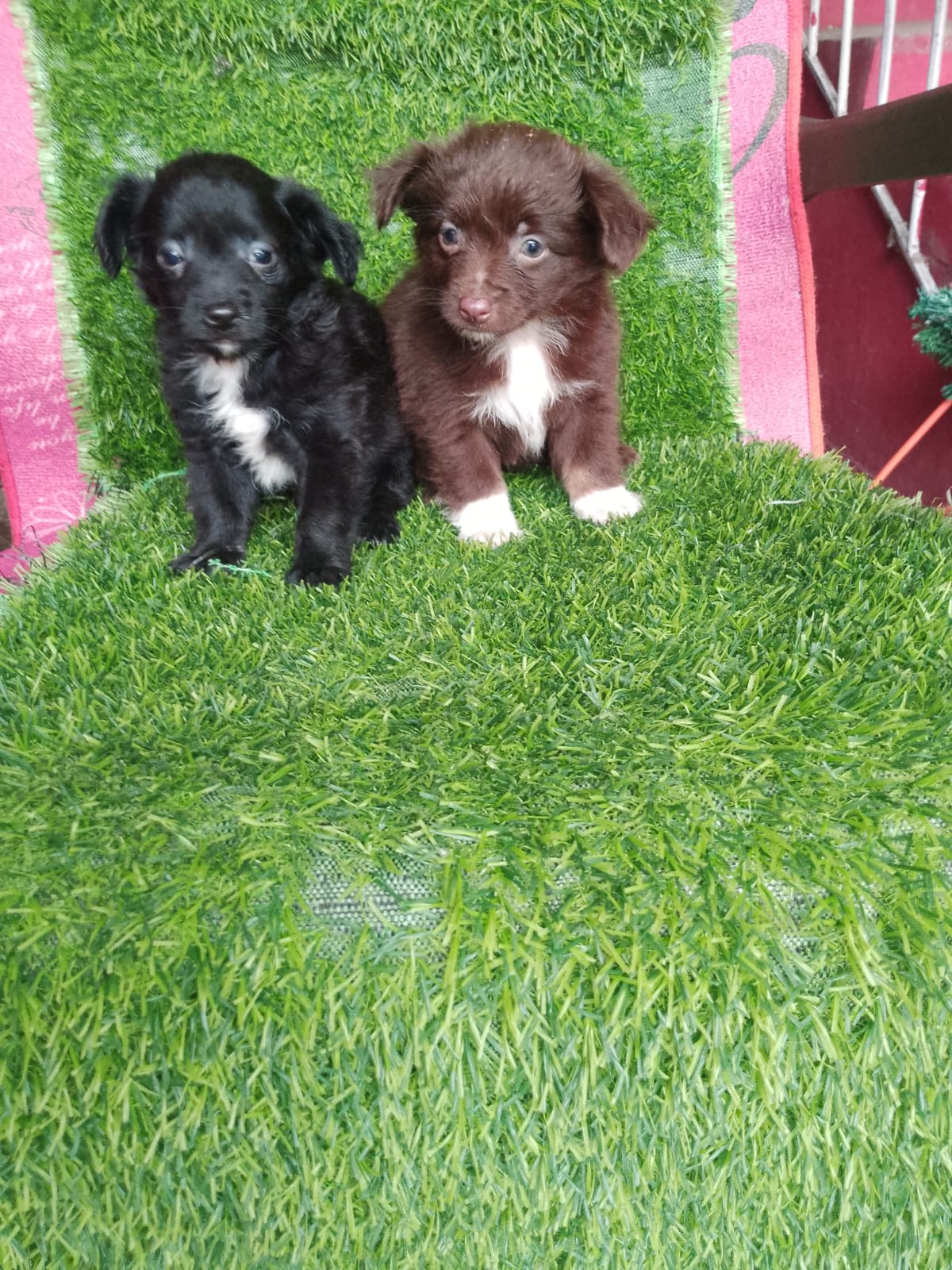 animales y mascotas - OFERTA CACHORRO CHIHUAHUA MARIPOSA MACHO EN SANTO 