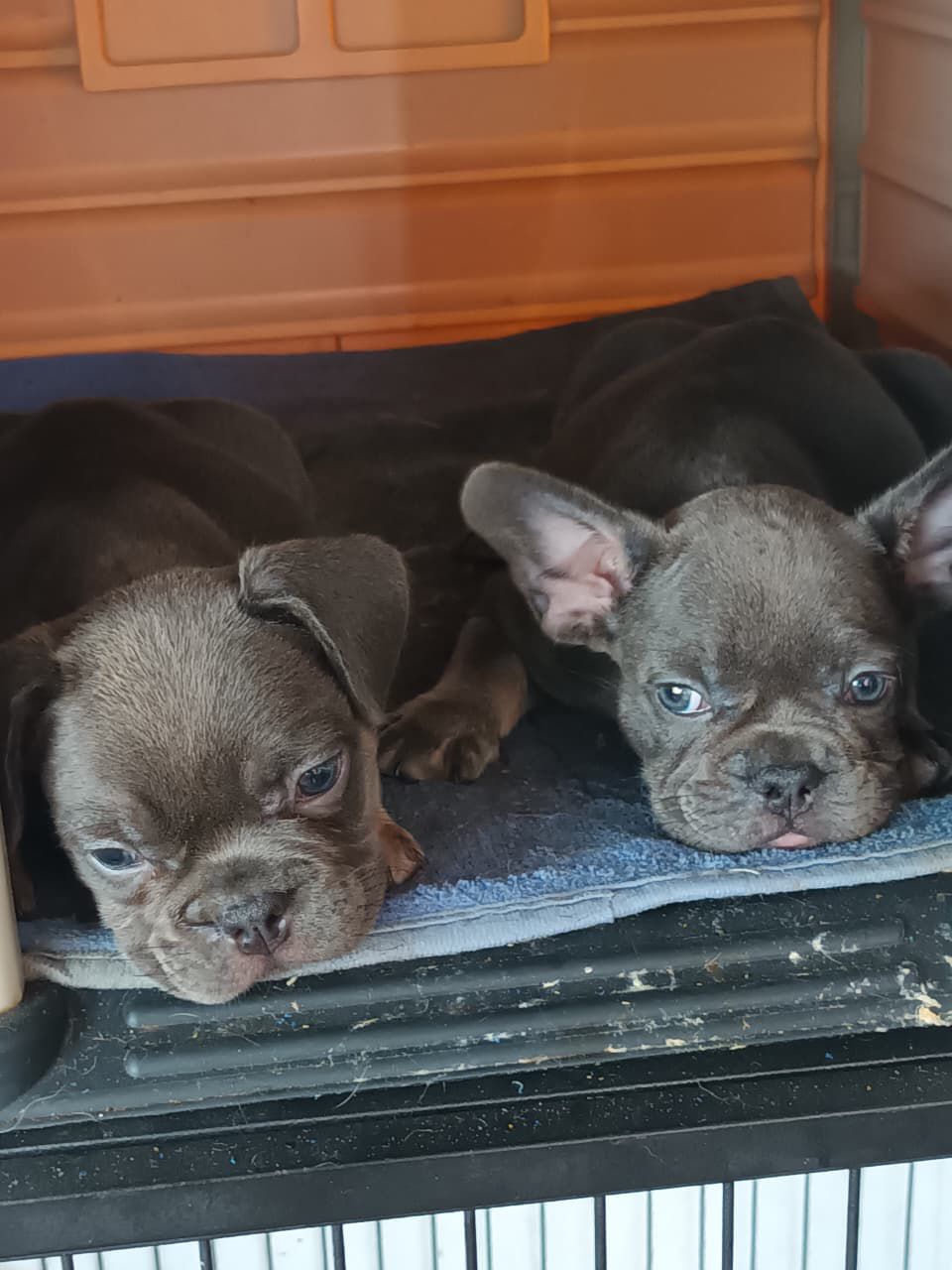 animales y mascotas - OFERTA CACHORRO BULLDOG FRANCES HEMBRA SE ENTREGA 