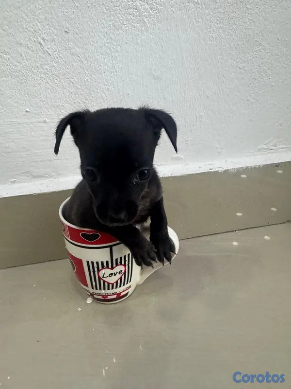 animales y mascotas - Chihuahua  6