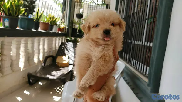 animales y mascotas - shihpoo,chipoo,shipo,poodle 3