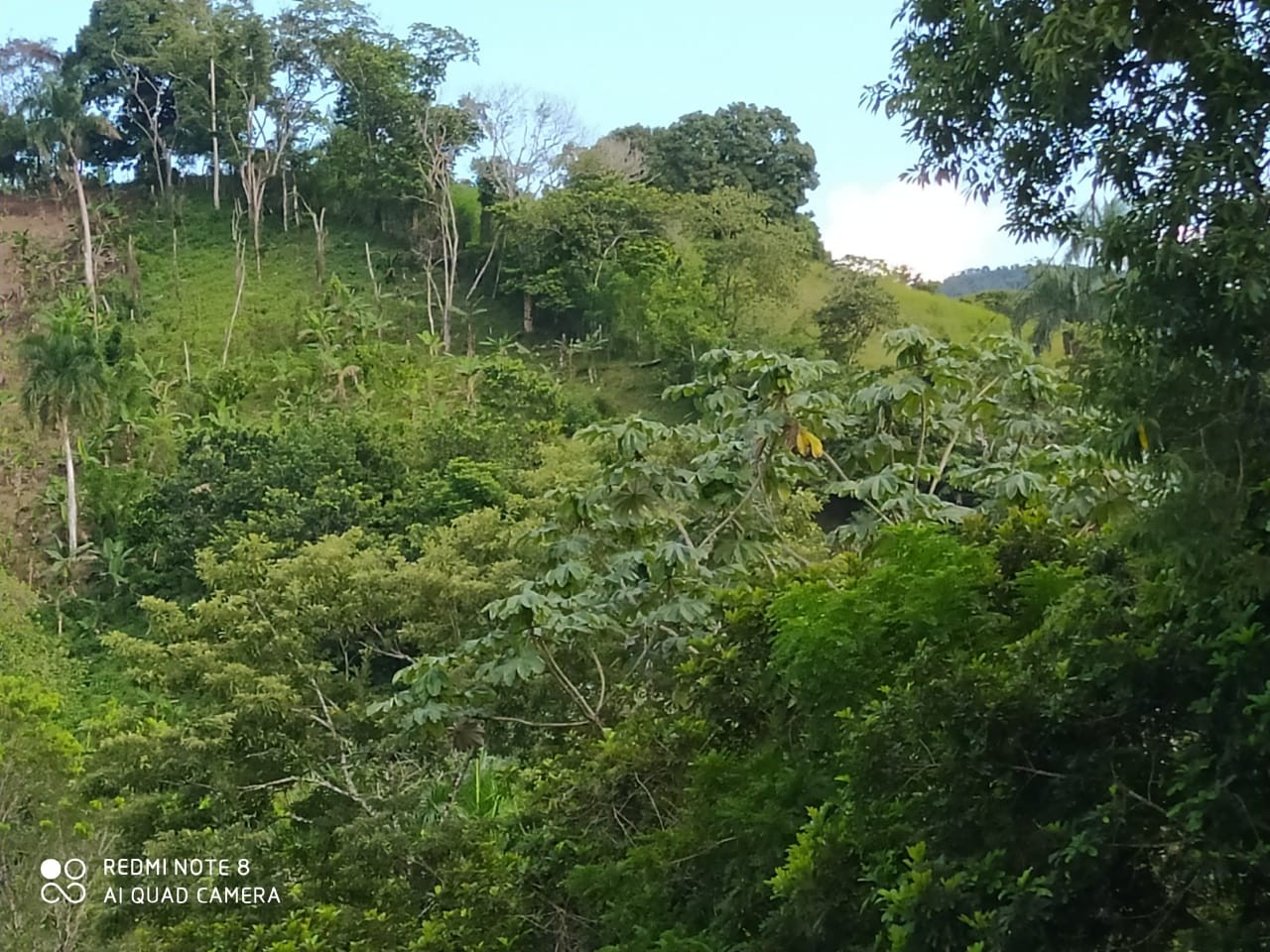 solares y terrenos - Finca de 2500 tarea en Bayaguana para cultivos agricolas en general.