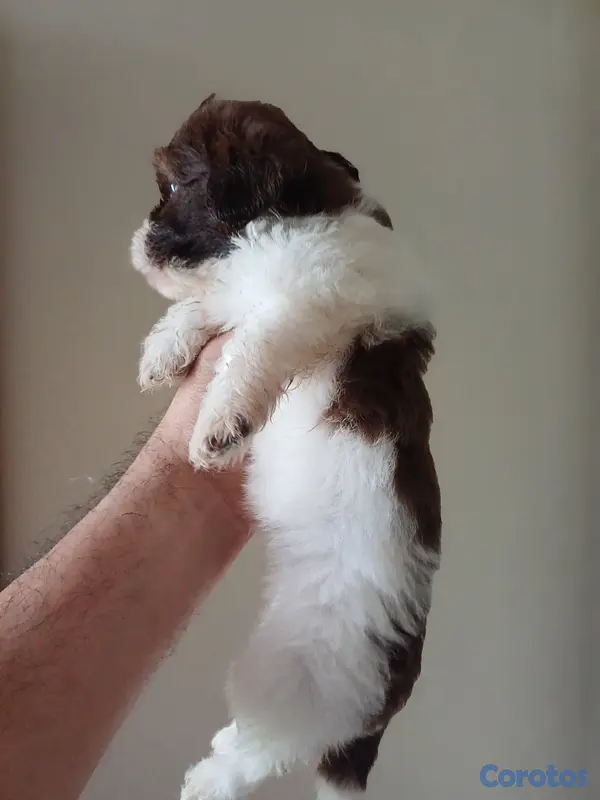 animales y mascotas - Shippo con Matilpoo RD$12,000 8