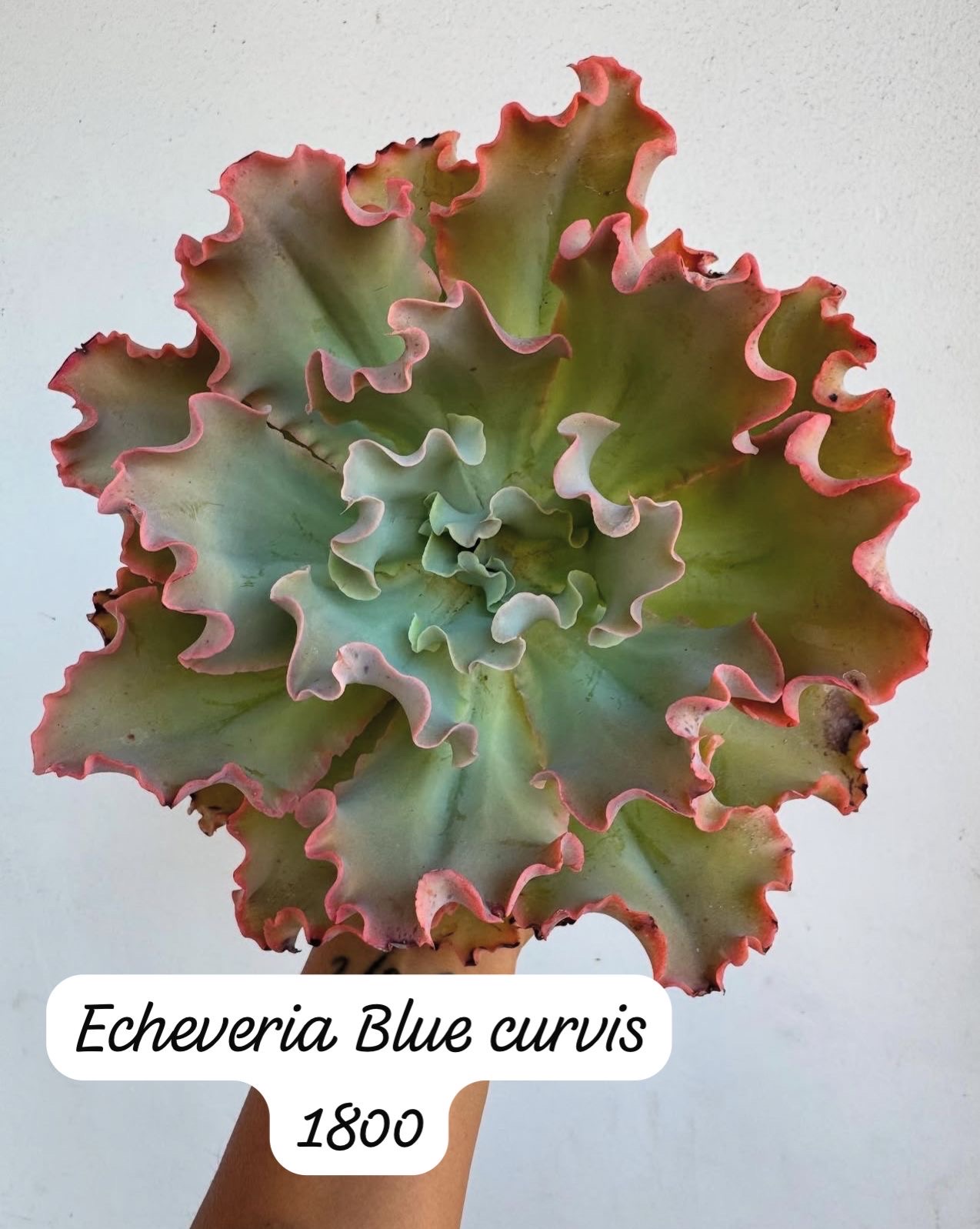 herramientas, jardines y exterior - suculentas  1