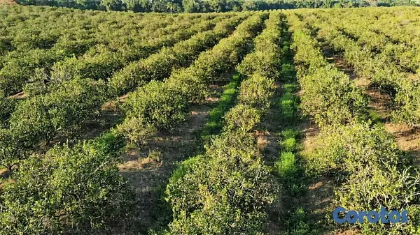 solares y terrenos - Finca de 5232 tareas totalmente ganadera y agrícol 4