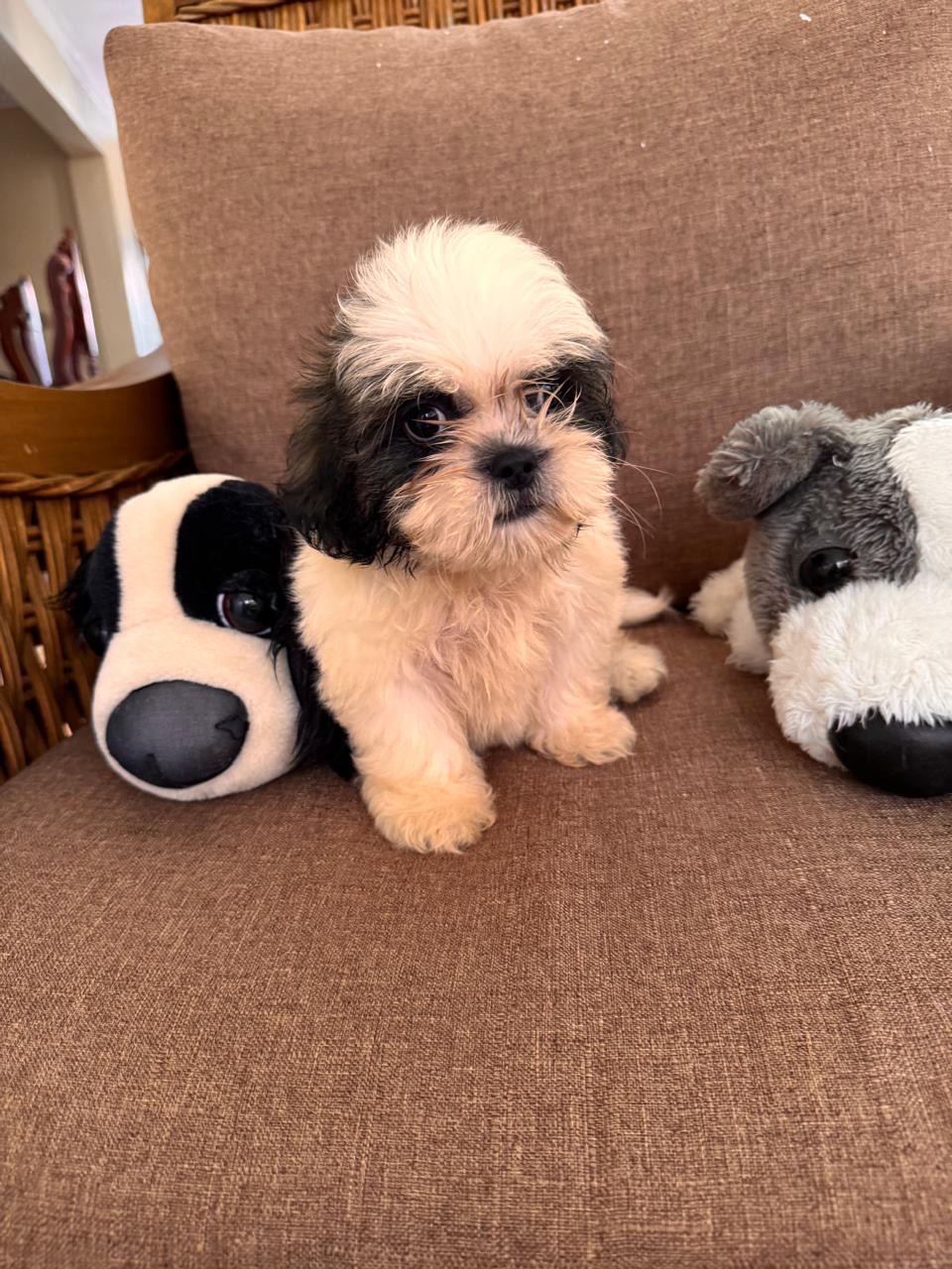animales y mascotas - Perritos Shih Poo