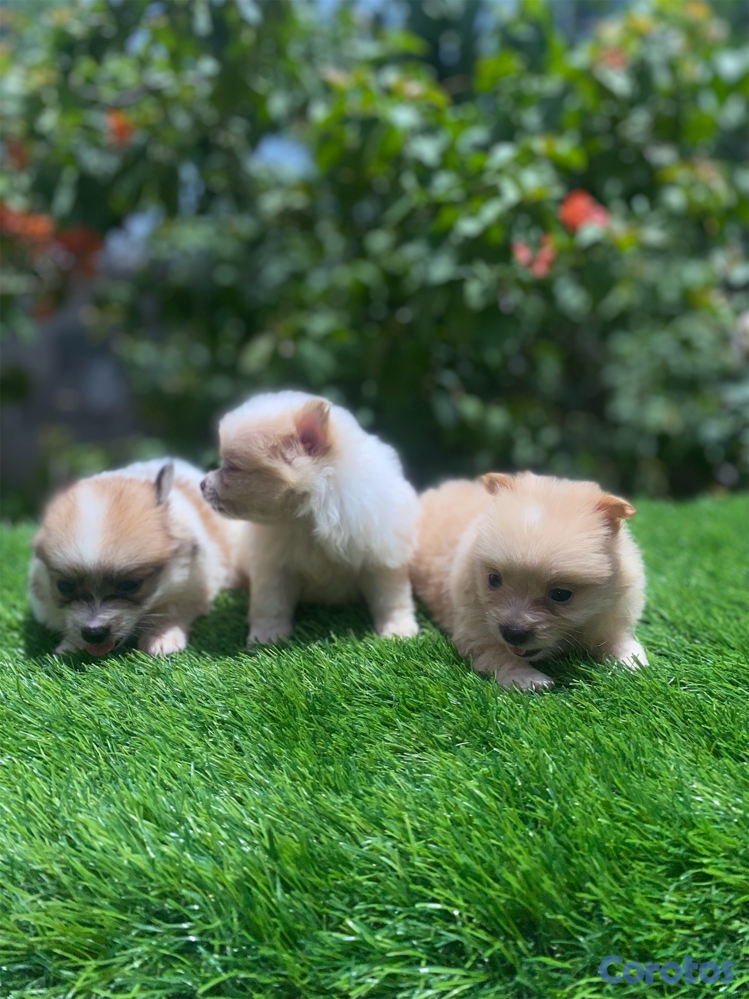 animales y mascotas - Pomerania  1