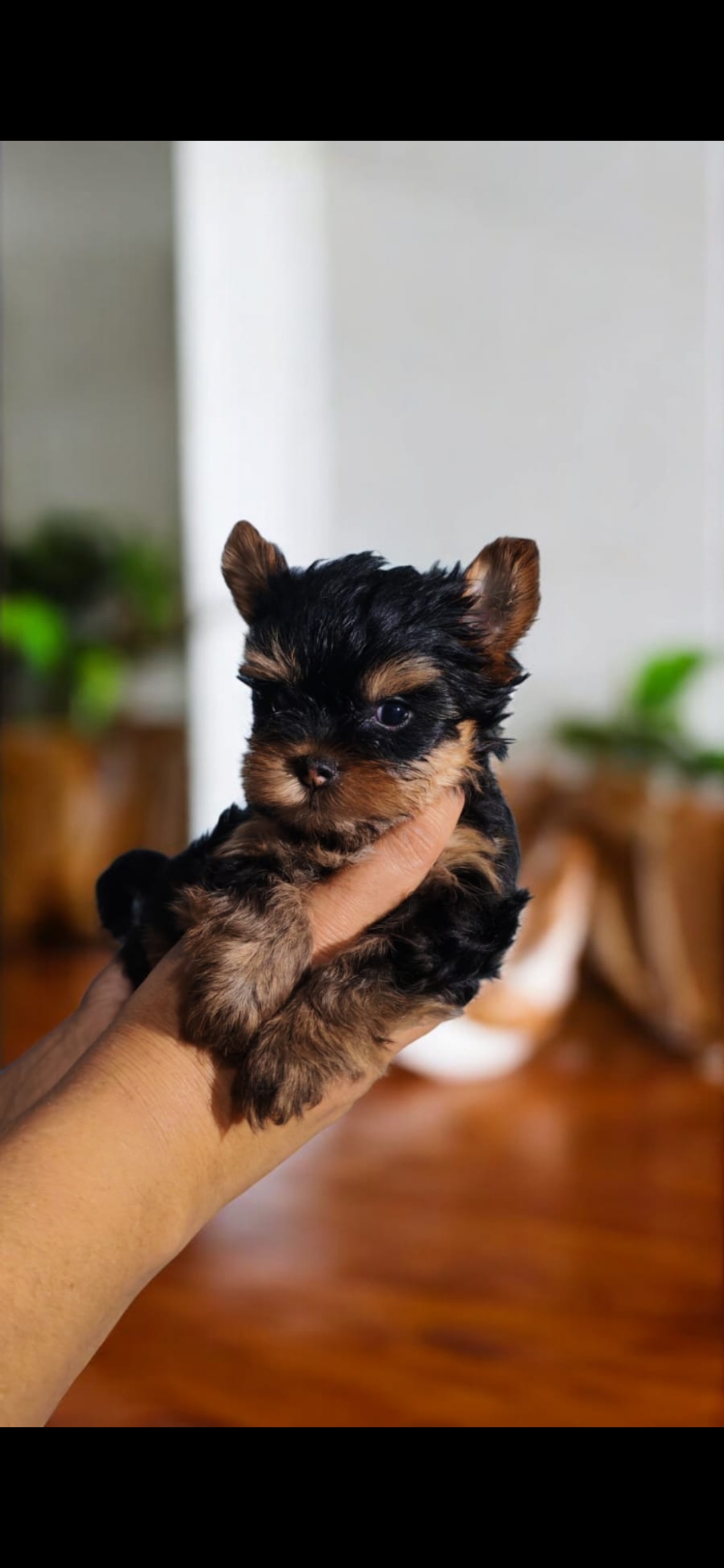 animales y mascotas - Yorkie macho. Excelente linaje 1