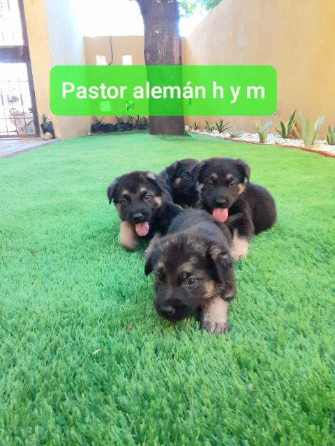 animales y mascotas - Pastor alemán