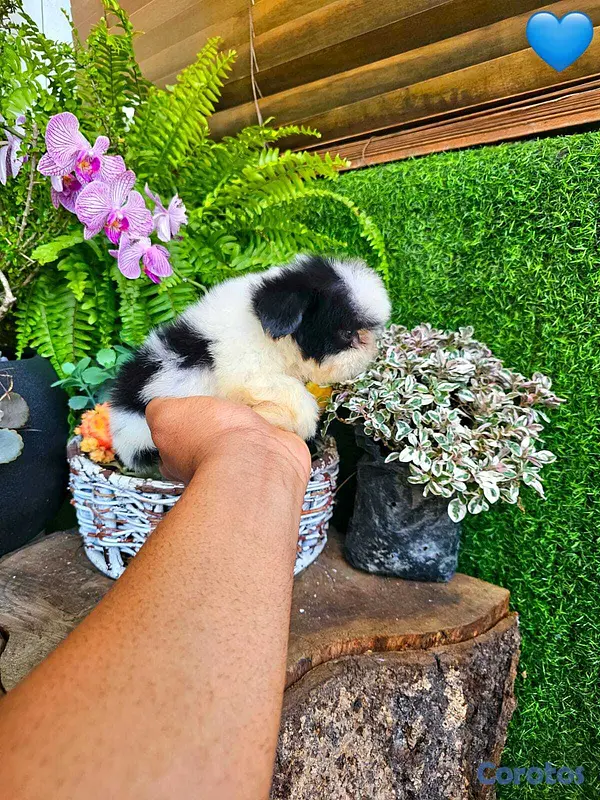 animales y mascotas - Hermosos Shitzu mini (Hembra y macho) super pequeñ 3