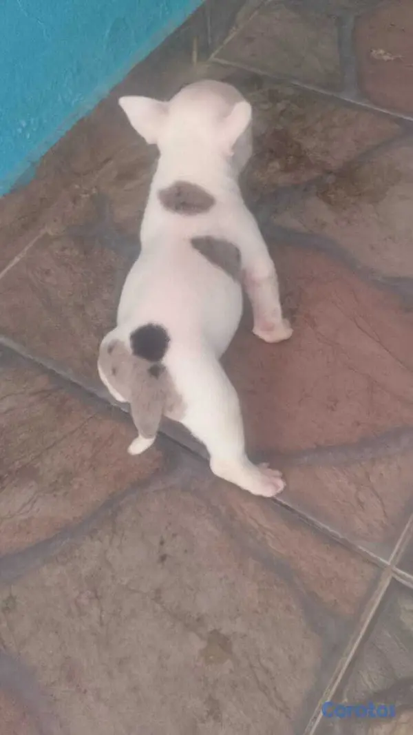 animales y mascotas - Micro american bully macho  2