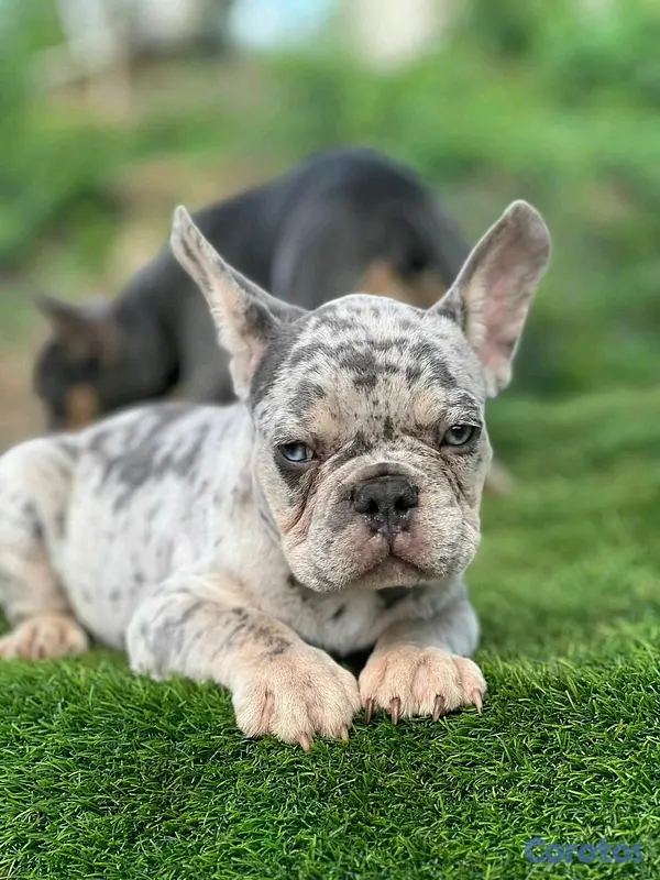 animales y mascotas - hermosos Cachorros buldog frances  4