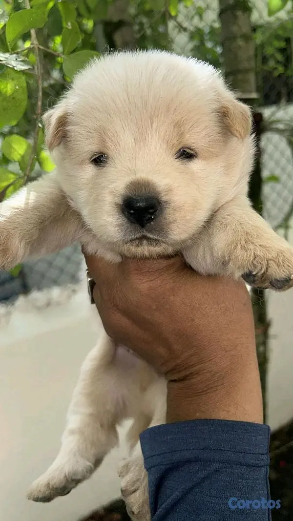 animales y mascotas - Chowchow  4