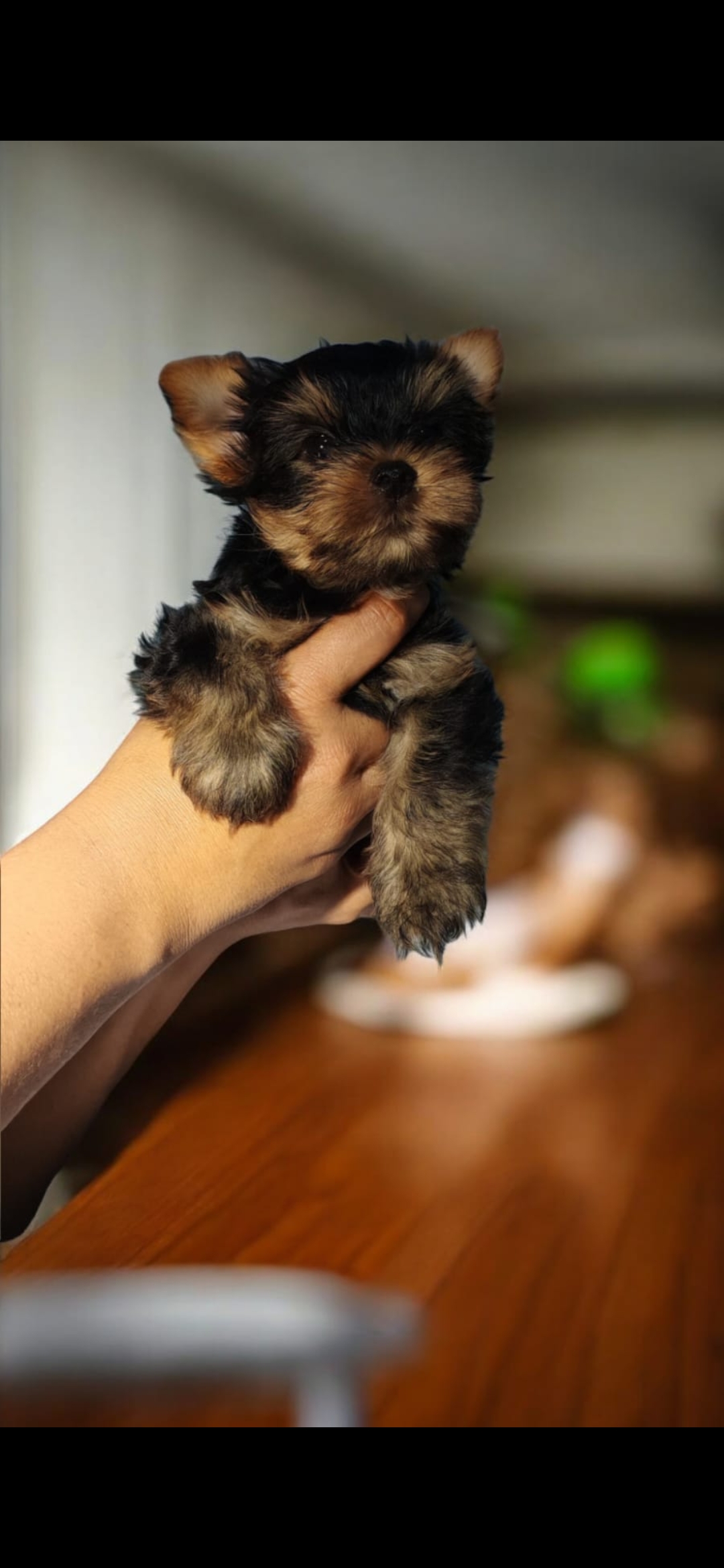 animales y mascotas - Yorkie macho. Excelente linaje
