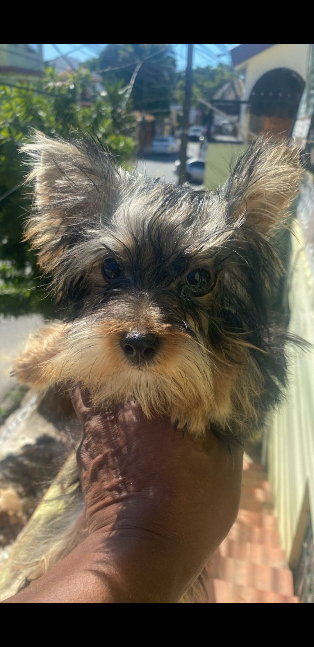 animales y mascotas - Yorkie hembra