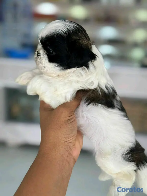 animales y mascotas - hermosos cachorritos shitzu mini 2