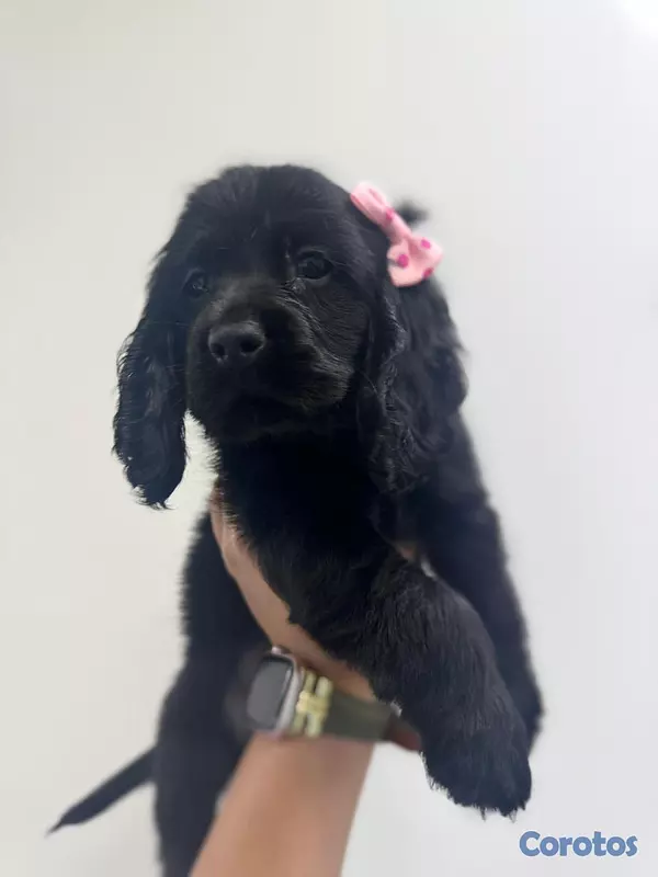 animales y mascotas -  OFERTA CACHORRO COCKER SPANIEL HEMBRA UBICADO EN 