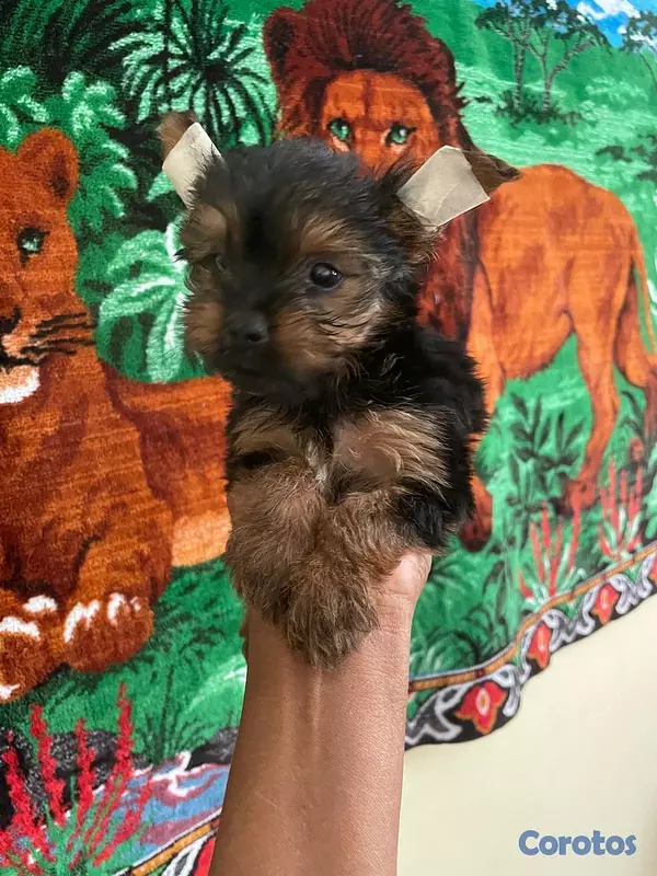 animales y mascotas - Yorkie Macho  3