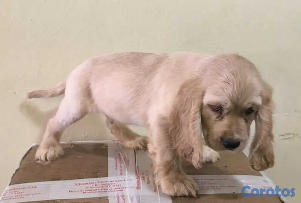 animales y mascotas - Cocker Spaniel Bien Lindos Hembras Y Machos 😍😍 8
