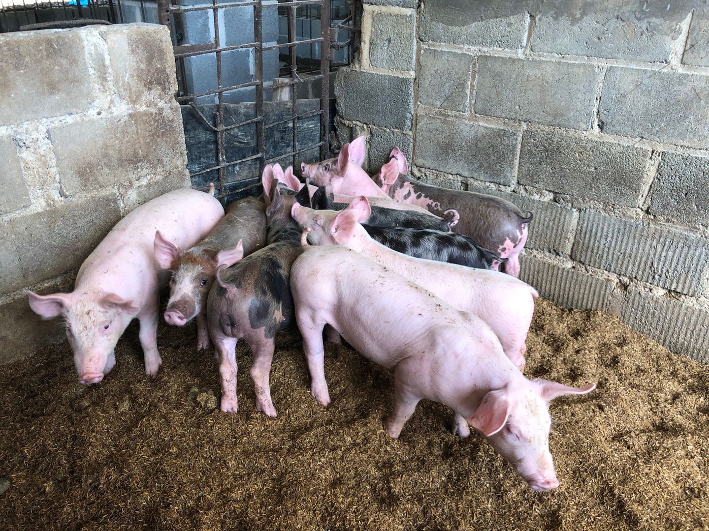 animales y mascotas - Cerdos al detete en venta 