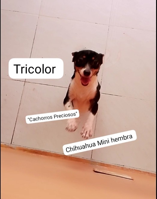 animales y mascotas - Chihuahua #1 tricolor hembra  0