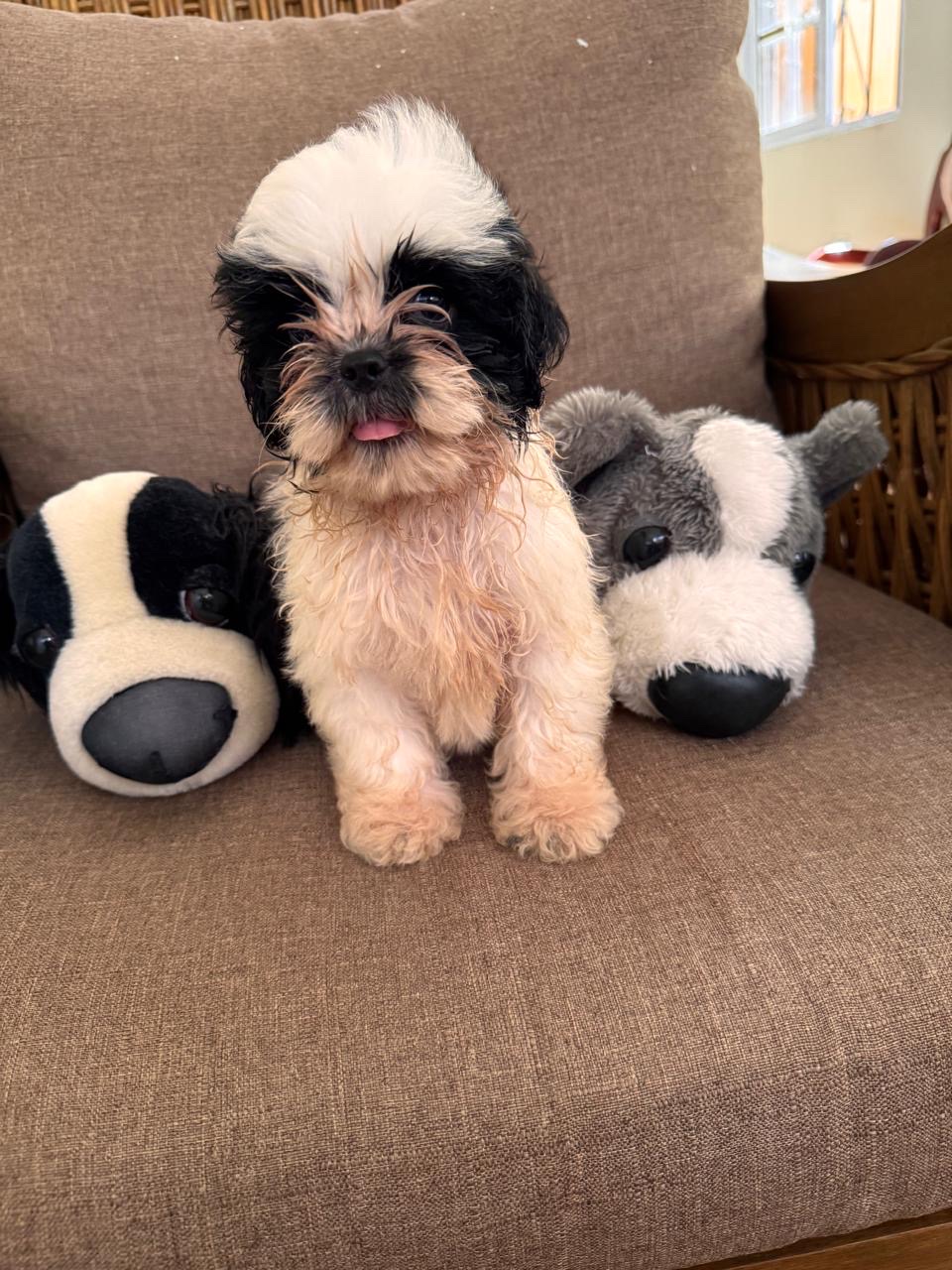 animales y mascotas - Perritos Shih Poo 1