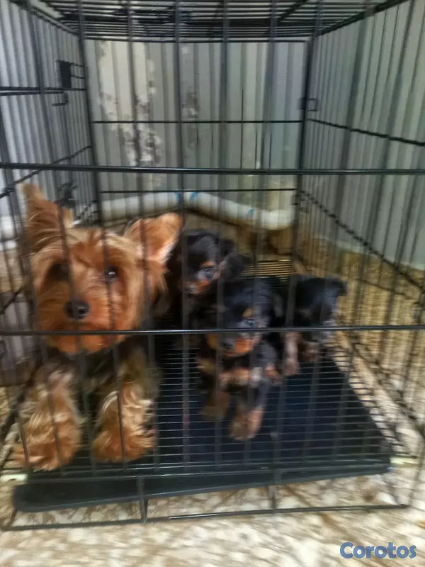 animales y mascotas - Yorkshire Terrier  1