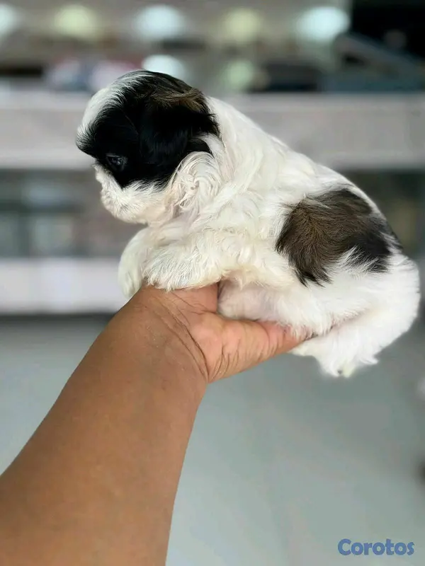 animales y mascotas - hermosos cachorritos shitzu mini 3