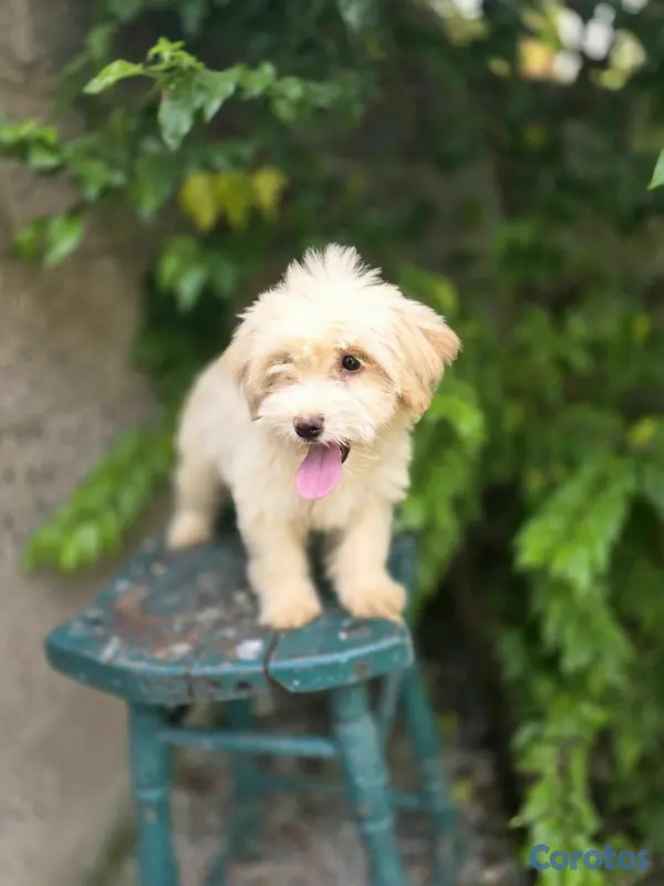 animales y mascotas - Cachorra maltipoo Disp 2