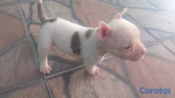 animales y mascotas - Micro american bully macho  3