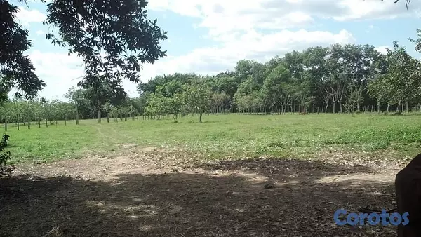 solares y terrenos - Finca Ganadera en Hatillo Monte Plata No Titulo, Si acto de Venta 10