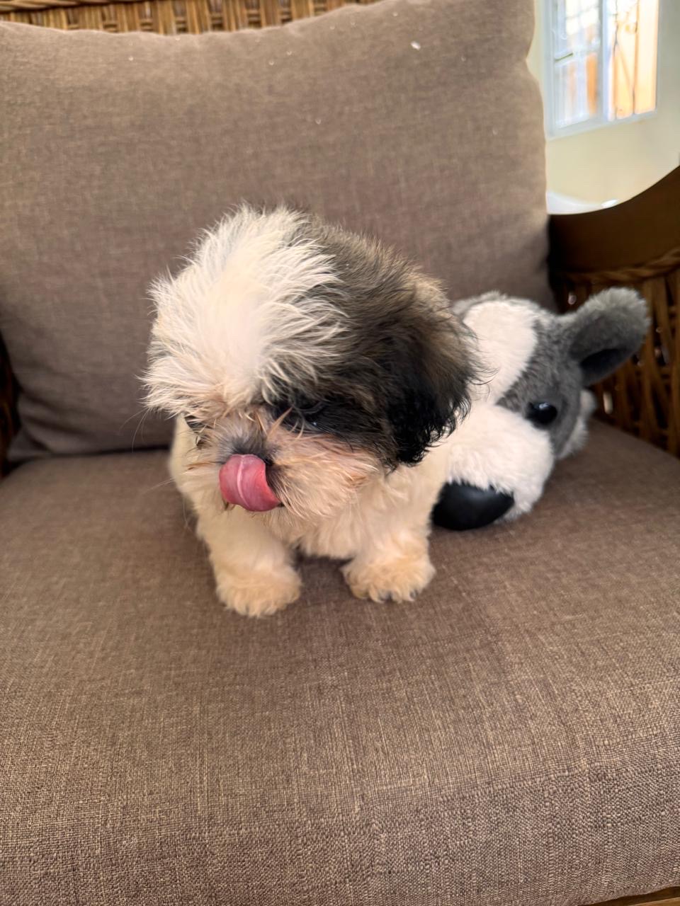 animales y mascotas - Perritos Shih Poo 2
