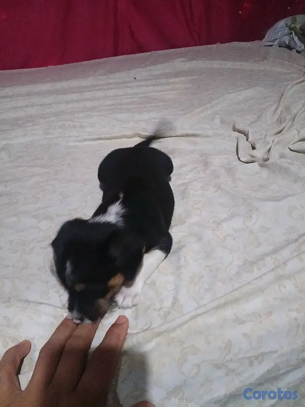 animales y mascotas - shih-chi-poo  5