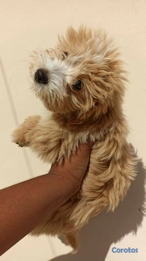 animales y mascotas - Poodles 4